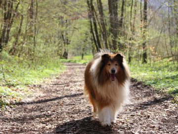 Urlaub mit Hund im Ferienhaus Naturliebe Wald Spazieren gehen mit Hund