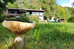 Pilze im Garten von Ferienhaus Naturliebe in Laubach Gonterskirchen bei Schotten im Vogelsberg, Hessen, Deutschland