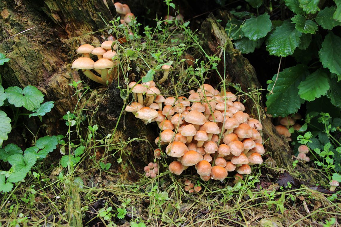 Steinpilze Zuchten Essbare Pilze Im Garten So Gehts