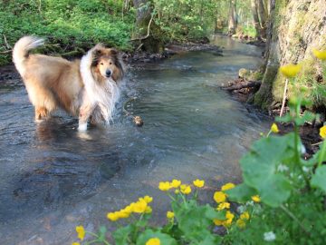 Urlaub mit Hund am Wasser